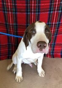 BANJO – ID#A017053
